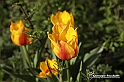messer tulipano 2019 Inaugurazione_243